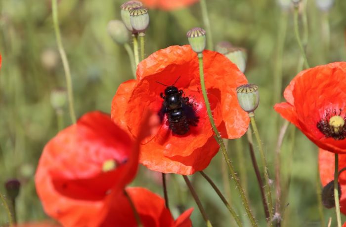 Blaue Holzbiene und Mohnblume