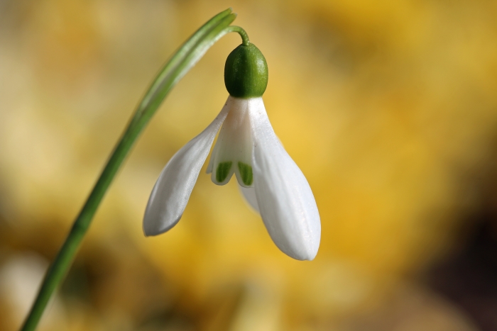 Schneeglöckchen