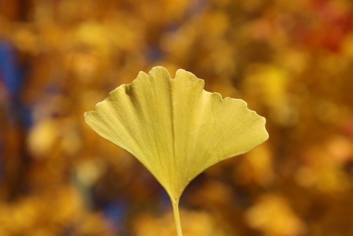 Ginkgo