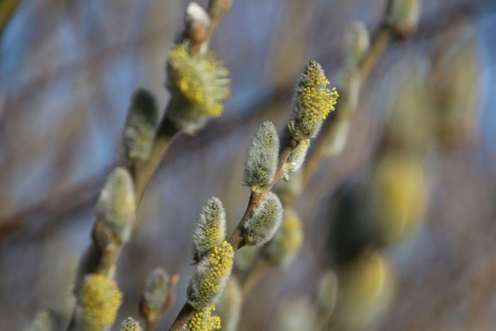 Weidenkätzchen