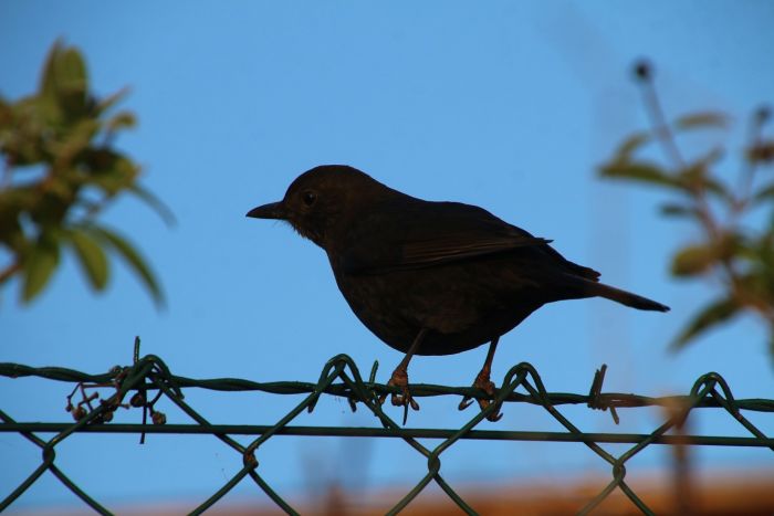 Amsel