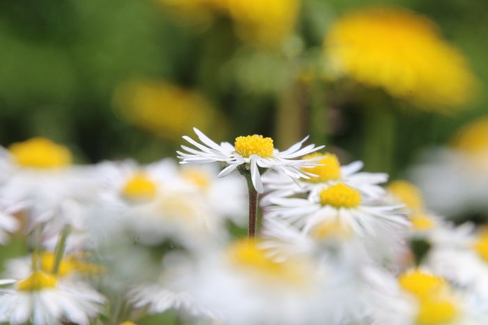 Gänseblümchen
