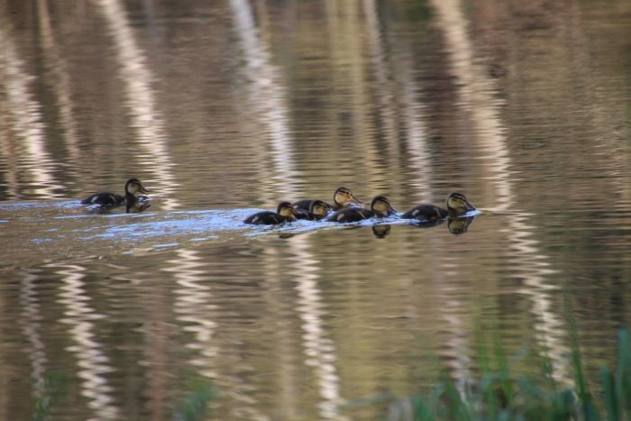 Nachwuchs, Mama passt auf