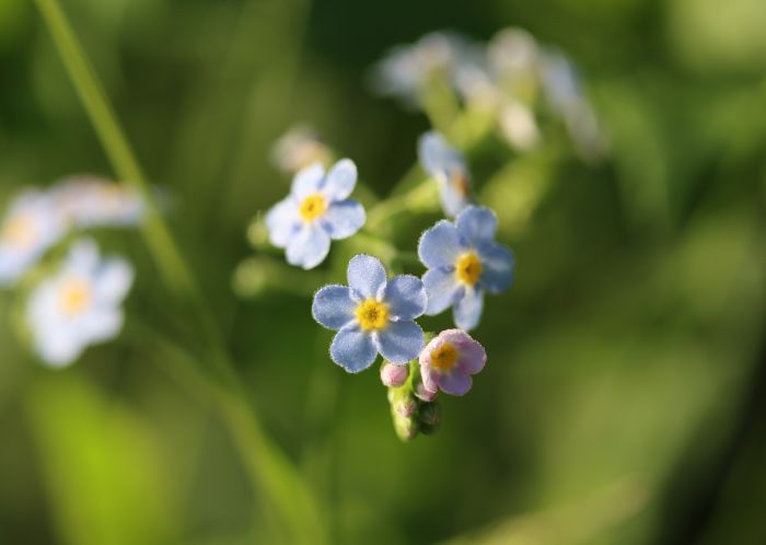 Vergissmeinnicht