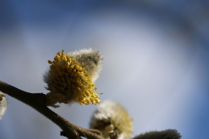 Weidenkätzchen