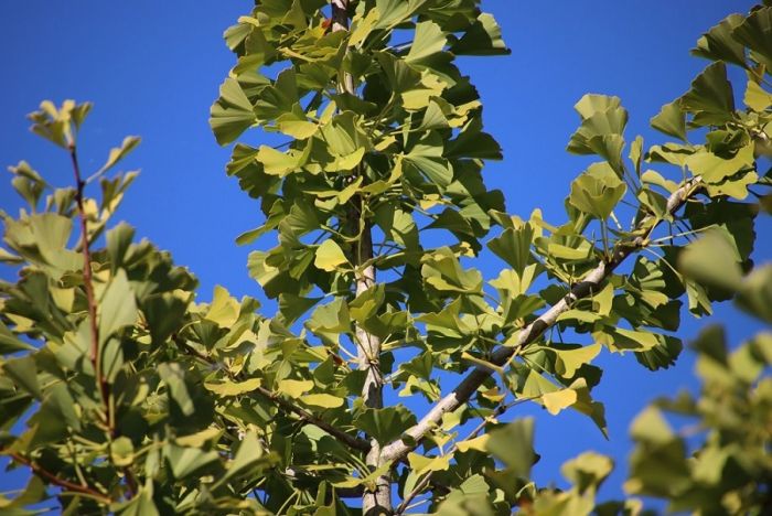 Ginkgo