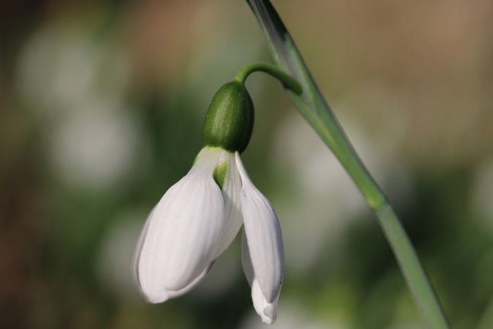 Schneeglöckchen