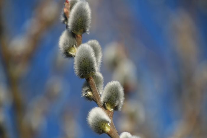 Weidenkätzchen