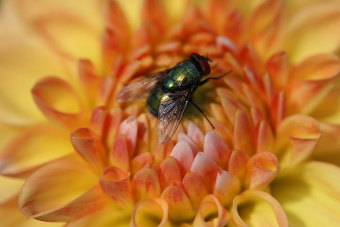 Fliege auf Dahlie
