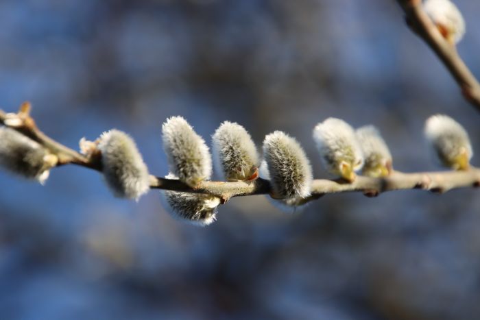 Weidenkätzchen