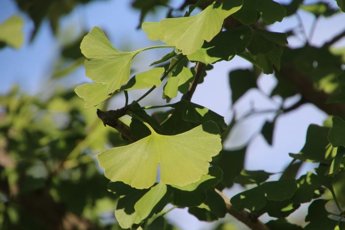Ginkgo