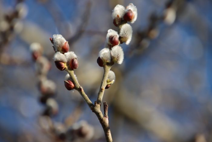 Weidenkätzchen