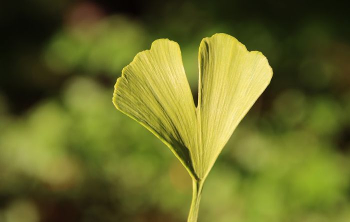 Ginkgo