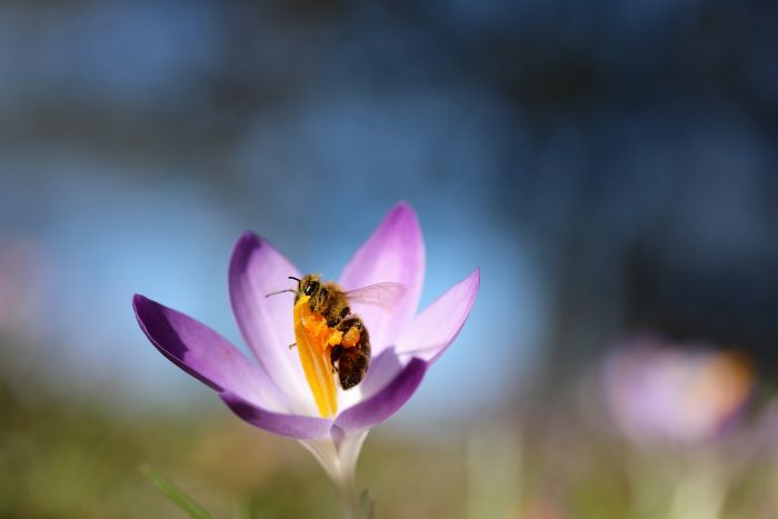 Biene und Krokus