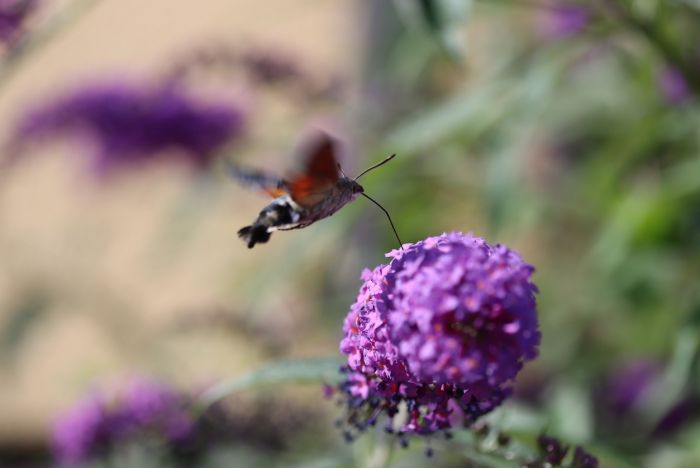 TaubenschwÃ¤nzchen