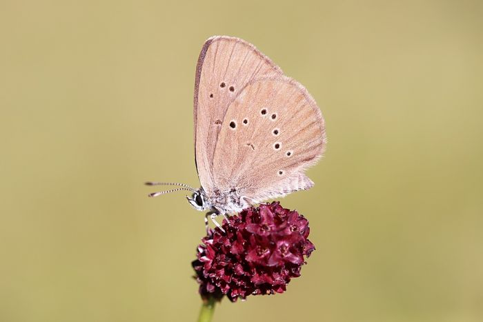 Schmetterling