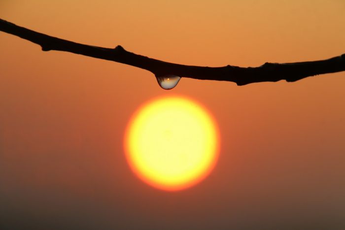 Zweig in der Morgensonne