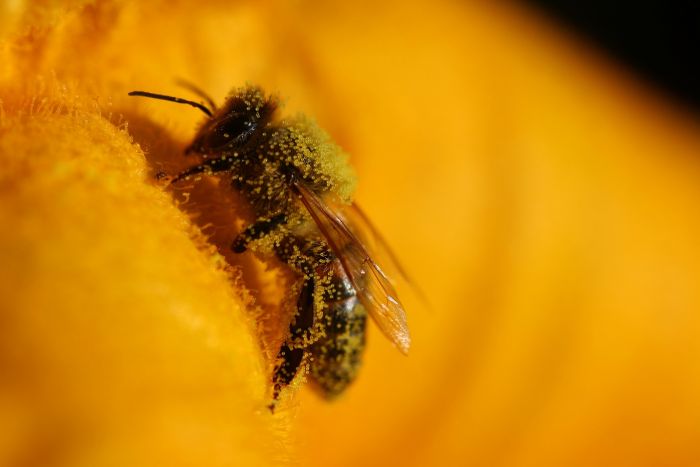 Biene und Kürbis