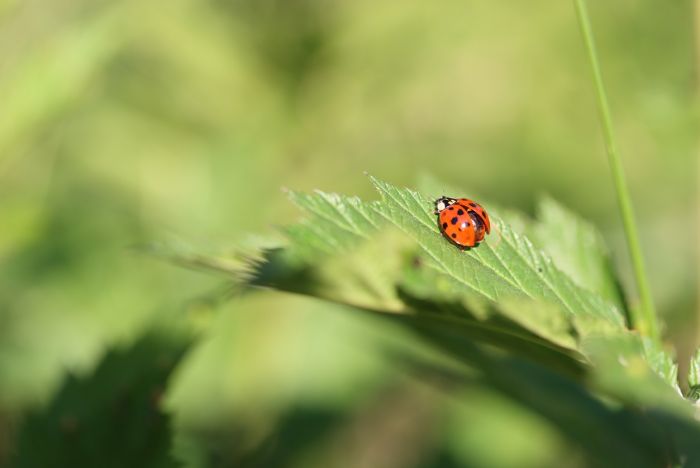 Marienkäfer