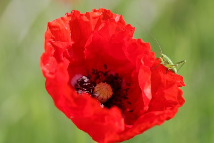 Mohnblume und Grashüpfer