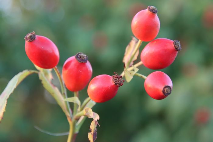 Hagebutten