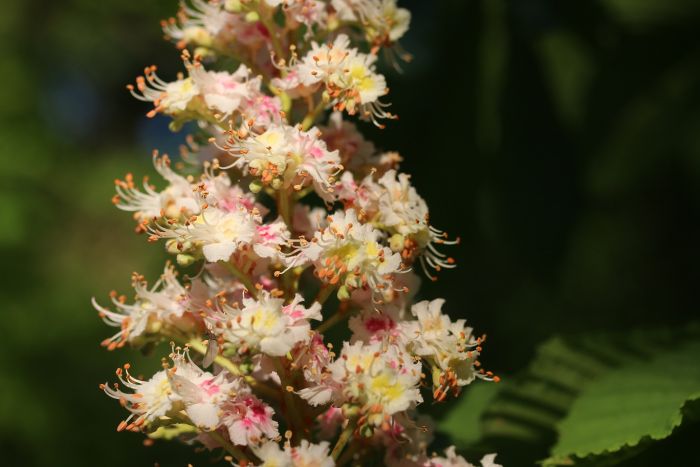 Kastanienblüten