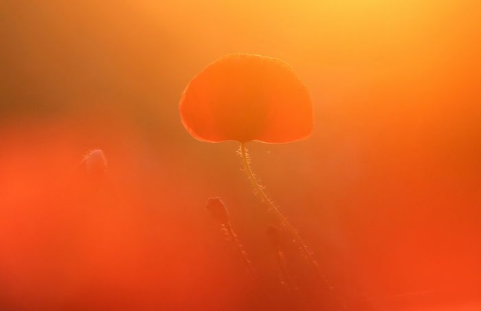 Farbenspiel aus Natur