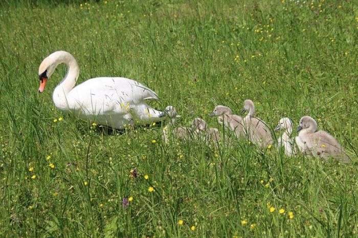 Schwäne