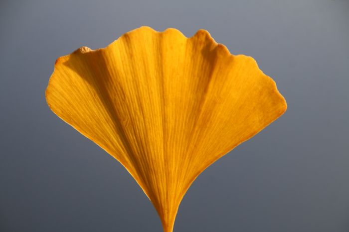 Ginkgo