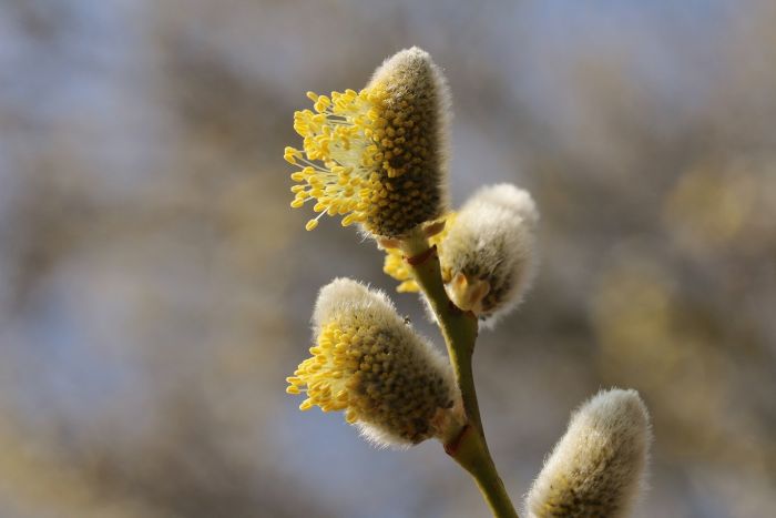 Weidenkätzchen