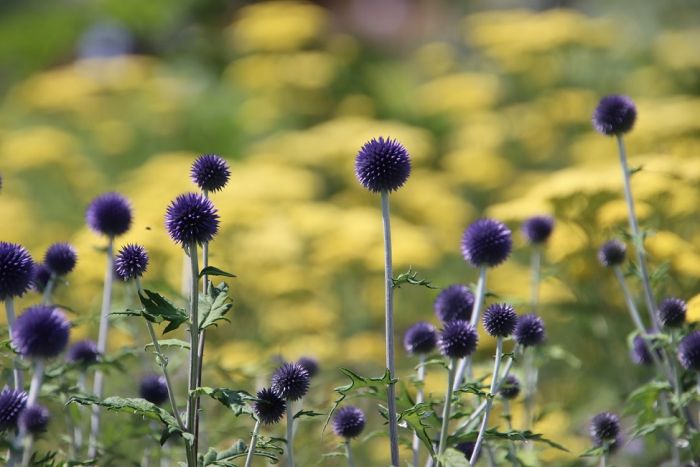 Kugeldisteln