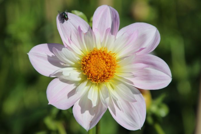 Dahlie und Fliege