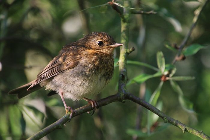 Nachwuchs Rotkehlchen