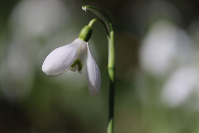 Schneeglöckchen