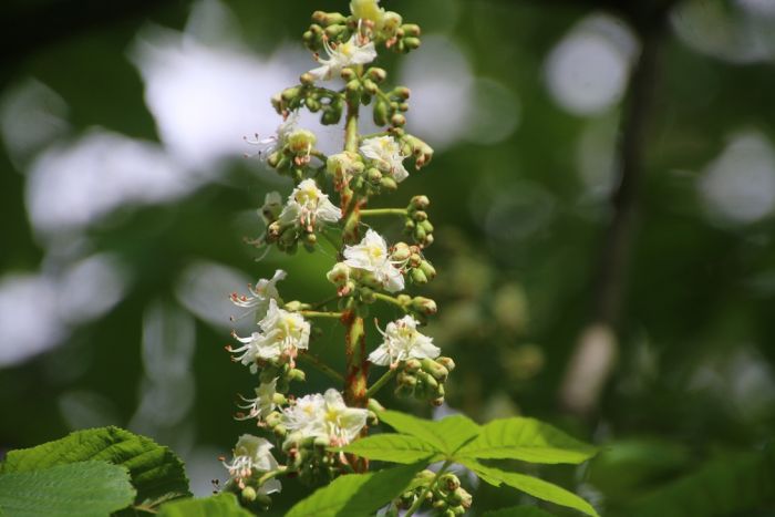 Kastanienblüte
