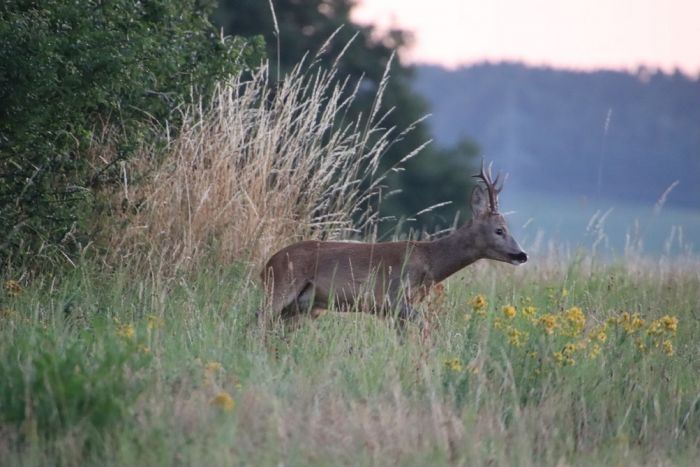 Heute morgen gesehen