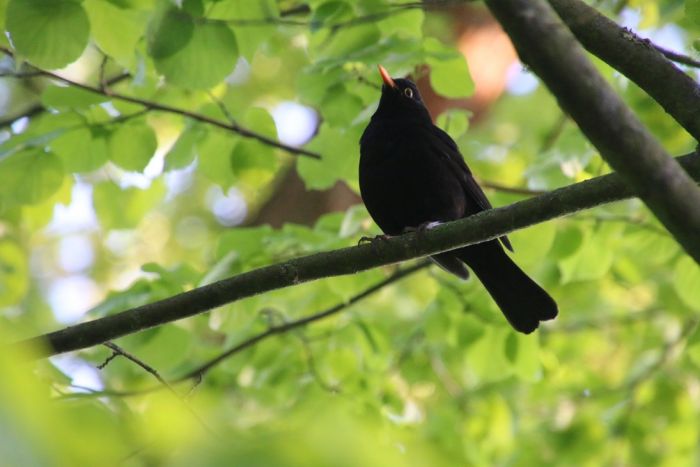 Amsel