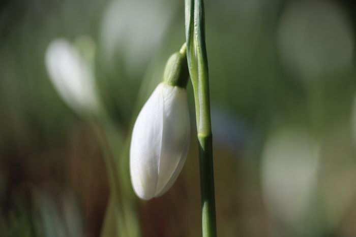 Schneeglöckchen