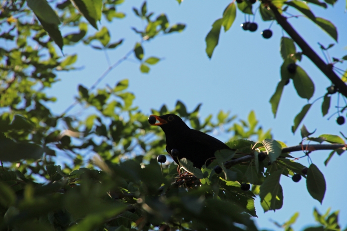 Amsel