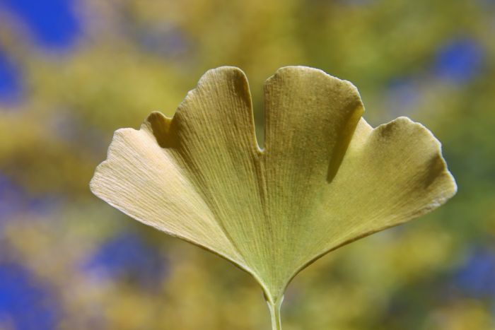 Ginkgo