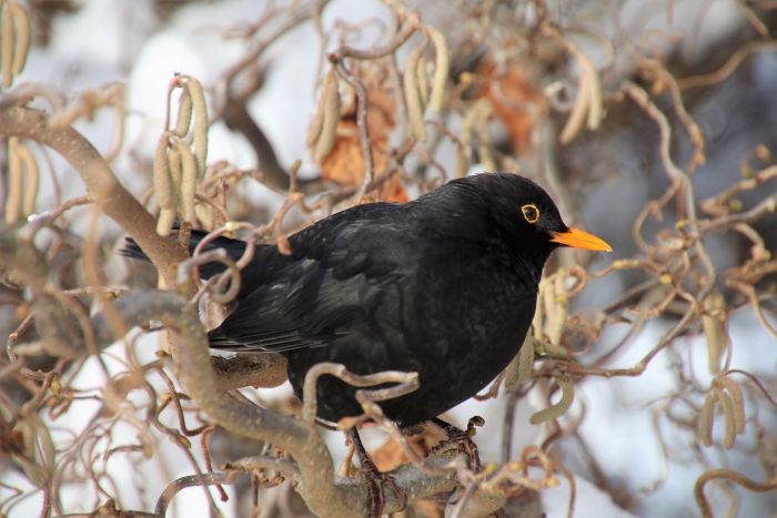 Amsel