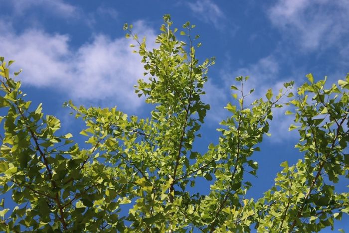 Ginkgo