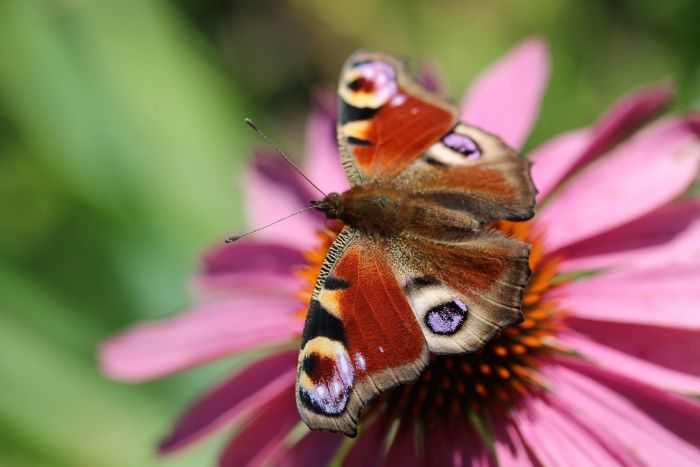 Schmetterling