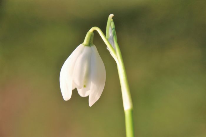 Schneeglöckchen