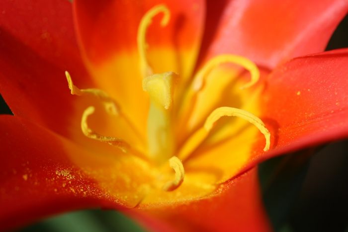 Tulpe