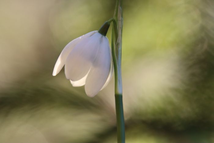 Schneeglöckchen