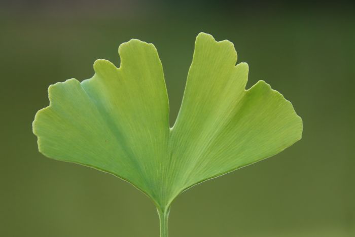Ginkgo