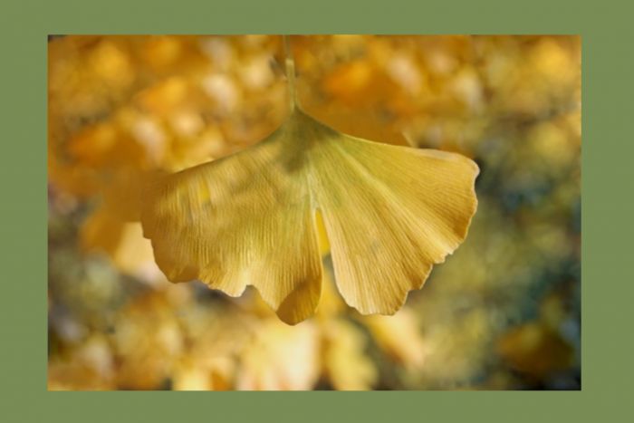 Ginkgo