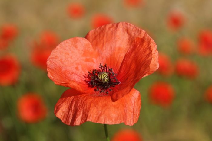 Mohn