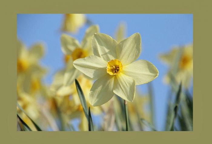 Narzisse